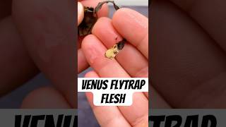 How to Propagate a Venus Flytrap [upl. by Watters]