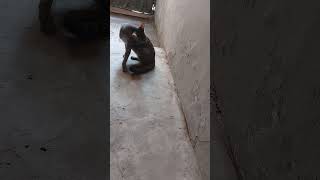 GOOD safe नमस्कार सफाई बहुत महत्वपूर्ण स्थान animal love video cute viral [upl. by Alilad]