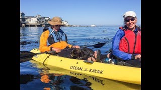 Close Encounter of the Otter Kind Otter in Kayak [upl. by Hutton]