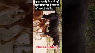 Kutta Bakri ke bacche ko dudh pilate hue villagelife funny cglifestyle Dinesh Minj [upl. by Crespo]