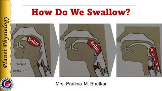 Physiology of Deglutition Swallowing [upl. by Stilwell]