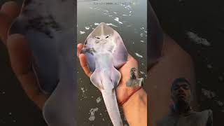 fishing jellyfish fish oceanbiodiversity jellyfishfields beach ocean jellyfishlighting [upl. by Cordier]