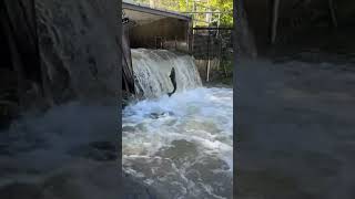 Highlight 000  429 from Salmon Jumping on the Ladder samonrun nature livestream shortsvideo [upl. by Etteoj]