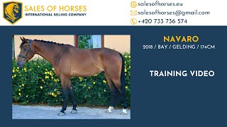 SOLDEQUITATION PROSPECT 2018 gelding by Elvaro Calvaro Z [upl. by Giulietta]