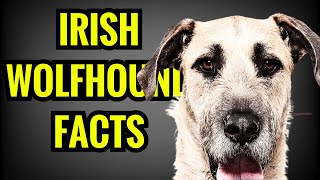 13 Amazing Facts About Irish Wolfhounds [upl. by Noma949]