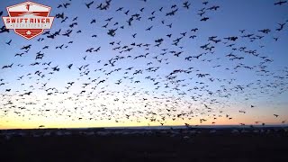 S1E2 “Waterfowl Paradise” at Swift River Outfitters in Saskatchewan Canada [upl. by Ogdon]