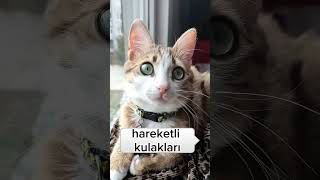 Nankör olan kedi değil insanlardır 😻 cat kedisesi catvideos kedi 🎥egeninpatisi [upl. by Eerized]