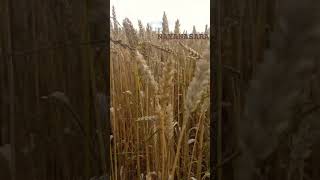 WheatFields at Bernex Geneva Switzerland Science agri [upl. by Lrub]