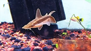 its eating all of my fish New fish reveal for PREDATOR 125 gallon tank [upl. by Eniad]