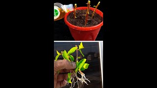 Easy gardening method propagate bougainvillea from cuttingsviralvideoシ garden highlights Flowers [upl. by Htirehc]