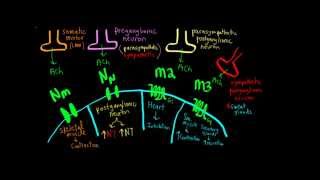 Schneid Guide to Cholinergic Junctions [upl. by Graaf560]