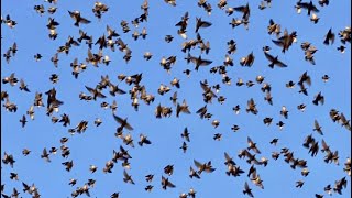 Why Birds Have Been Falling From The Sky Around The World  Decoding Bird Mass Mortality Events [upl. by Jessica]