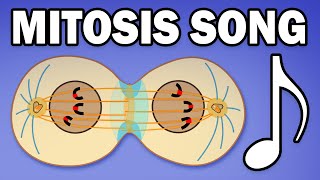 MITOSIS SONG Learn in 3 Minutes [upl. by Acinhoj]