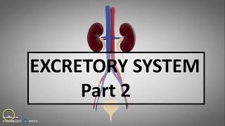 Excretory System  Class 10th ICSEPart 2 [upl. by Odlanir204]