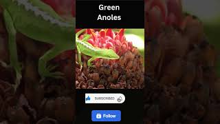 Green Anoles The Lizard  Animal HD Video [upl. by Dami487]