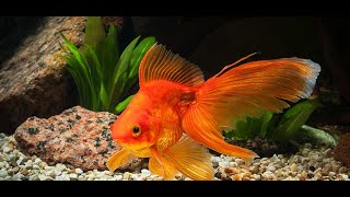 FANTAIL GOLDFISH [upl. by Bradstreet449]