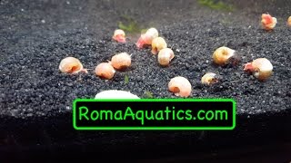 Red  Pink Ramshorn Snail Unboxing from Aquabid  RomaAquaticscom 🆒 [upl. by Meares937]