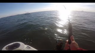 Striped Bass Fishing 102824 Jones Beach New York [upl. by Niuq]