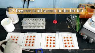 Enzyme Activity The effect of Temperature amp Concentration on Starch and Amylase [upl. by Esila]