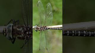 Entomology and Insects  Aeshnidae ID  Dragonflies insectdiversity insects entomology [upl. by Anoirb126]