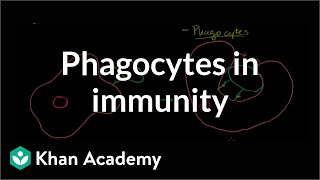 Role of phagocytes in innate or nonspecific immunity  NCLEXRN  Khan Academy [upl. by Irmgard]