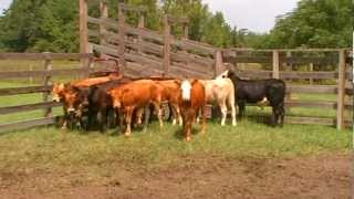 PIEDMONTESE ORGANIC BEEF CATTLE [upl. by Jaynes461]