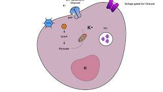 Insulin secretion from Beta cell [upl. by Uile]