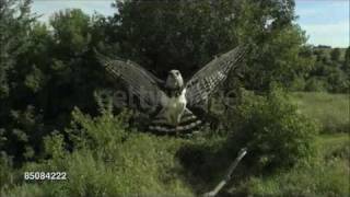 Harpy Eagle Harpia harpyja Info in description [upl. by Brenna]