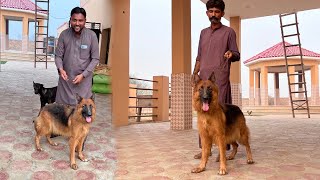 Finally Hamari German Shepherd Female Dog A Gyi [upl. by Vezza]