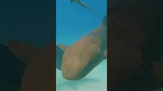 Nurse shark and hammerhead shark [upl. by Latin]