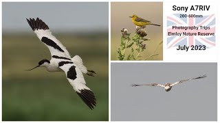 Sony A7RIV 200600mm  Photography Trips  Elmley Nature Reserve July 2023 [upl. by Nolyaj]