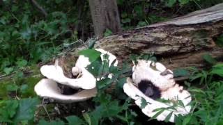 Polypores  Fungi that Form Fruiting Bodies [upl. by Akired]