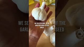 Planting garlic and saving seeds  garden journal week 35 [upl. by Noryt]