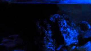 LED AQUARIUM EFFET CLAIR DE LUNE  MODE LED [upl. by Pacien299]