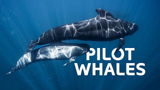 Pilot Whales The Unlikely Apex Predators Hunting In The Dark Ocean Depths  Wildlife Documentary [upl. by Conrado]