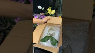 How amazing to grow orchids propagate plant fast and easy orchids flowers [upl. by Spiers]