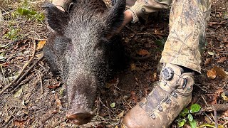 Caccia al cinghiale Savona Wild Boar Hunting ODRACAM GoPro One Shot One Kill ZAMBERLAN Amazing Shot3 [upl. by Ettenauq]