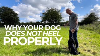 Why Your Dog Doesnt Heel Properly The Dog Therapist [upl. by Saloma]