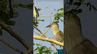 Birds of Paradise 🐦 2024shortvideo ytshorts [upl. by Nim991]