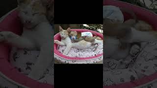 molee feel safely catvideo monkeywithcat cutevideo cutecat funnyanimal pet [upl. by Nnalorac508]