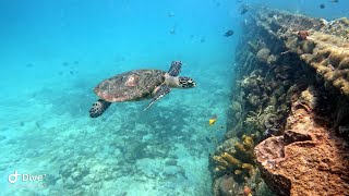 Turtle in Carlisle Bay Barbados [upl. by Rekab]