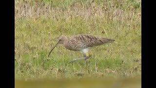 CCT Kildare overwintering ringed curlew [upl. by Ahens]