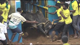 Thatchankurichi Jallikattu 2023 Videos 02  தச்சங்குறிச்சி ஜல்லிகக்ட்டு 2023 Videos 02 [upl. by Mezoff632]