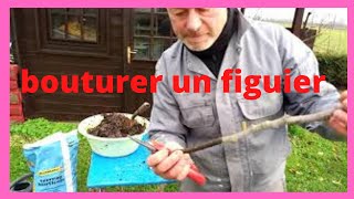 comment bouturer les figuiers [upl. by Regazzi]