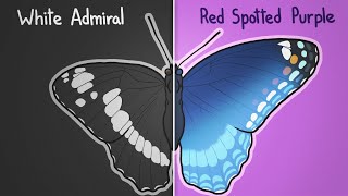 How two butterflies became one [upl. by Stephens]