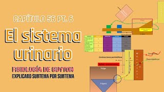 CAP 26 el sistema urinario anatomía funcional y micción l Fisiología de Guyton [upl. by Learsi]