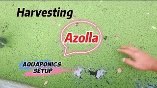 Harvesting azolla in aquaponics setup ningzleafygreens9070 [upl. by Glaudia]