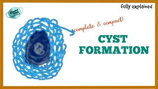 FORMATION OF CYST  PATHOGENESIS OF CYST [upl. by Sherman]