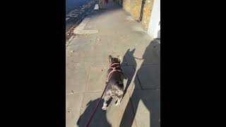 French Bulldog Walking on Pavement frenchies frenchiemoment frenchie [upl. by Carlye]