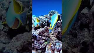 Beauty of sea 🐟 fishes ocean viralvideo like subscribe [upl. by Iggie]